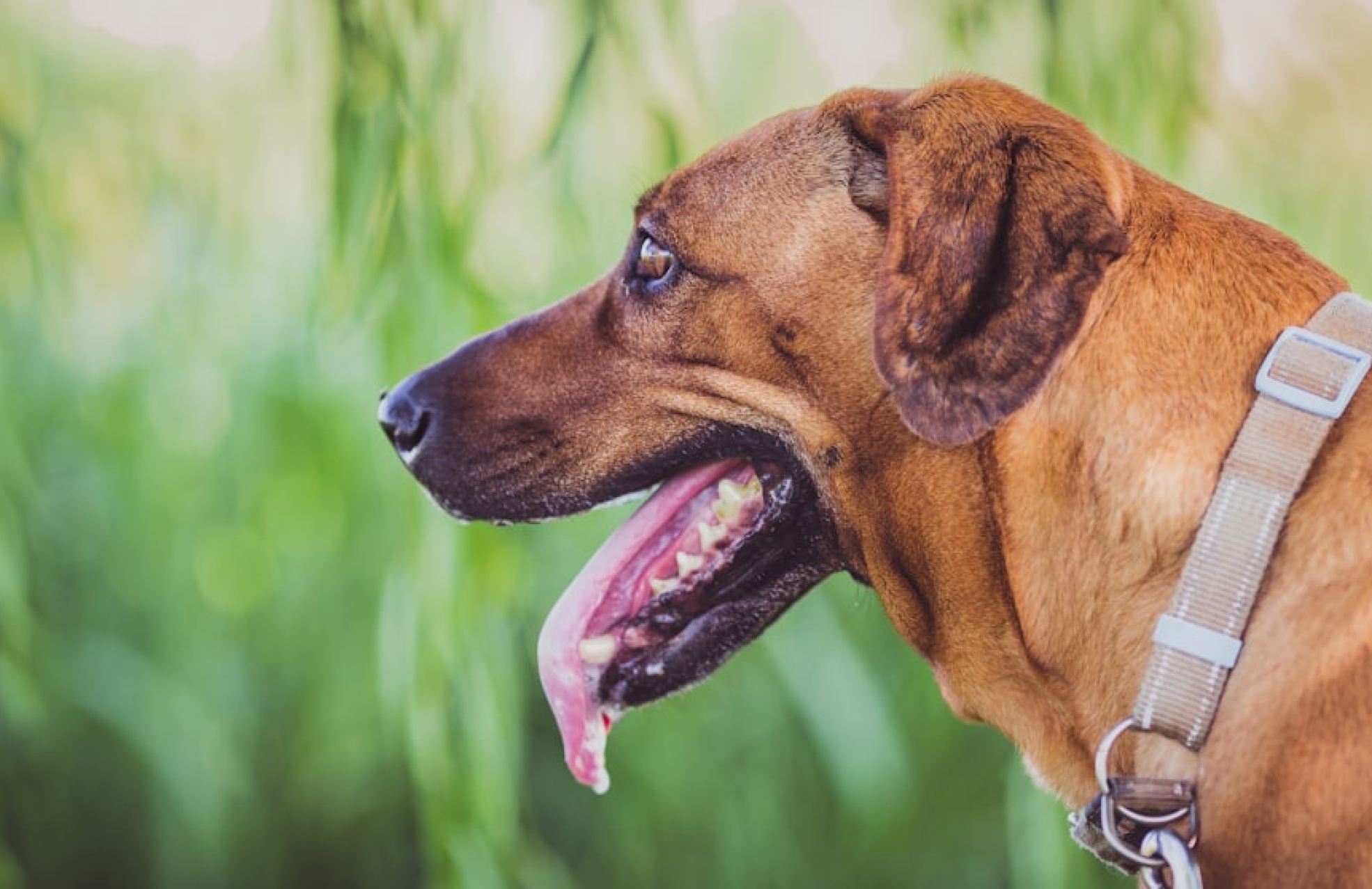 Photo Smart collar