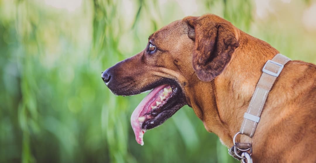 Photo Smart collar