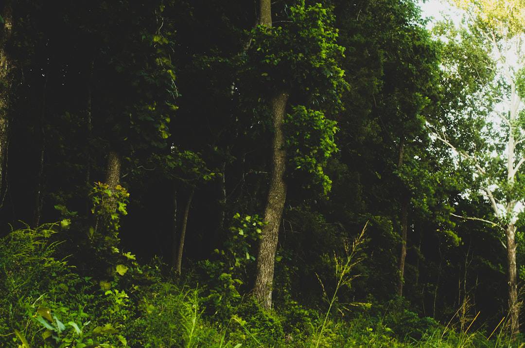 Photo AR Snapchat Filter