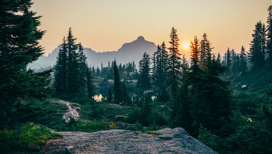 Photo Carbon offset forest