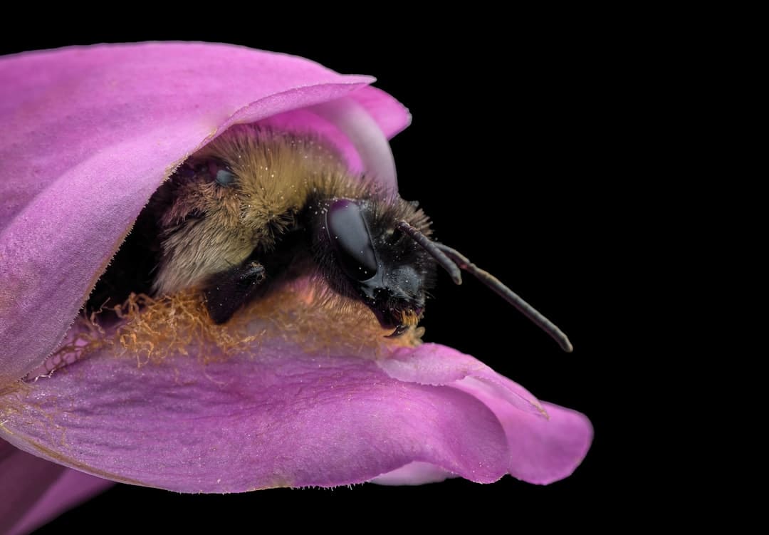 Photo Versatile antennas