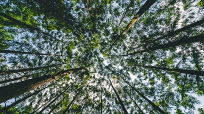 Photo How AI Is Helping Businesses Meet Their Carbon Neutrality Goals
