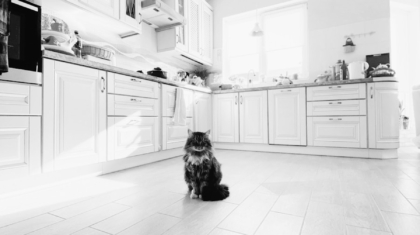 Photo "How Smart Homes Are Using AI to Improve Indoor Navigation for the Visually Impaired"