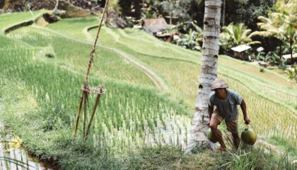 Photo Smart Farming