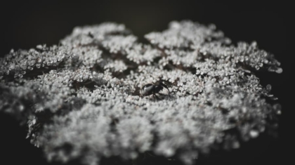 Photo "The Role of Smart Dust in Future Environmental Monitoring"
