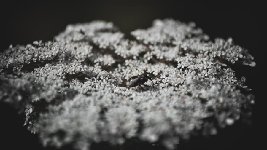 Photo "The Role of Smart Dust in Future Environmental Monitoring"