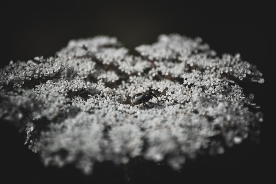Photo "The Role of Smart Dust in Future Environmental Monitoring"