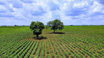 Photo "The Future of AI in Agricultural Crop Disease Prediction"