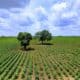 Photo "The Future of AI in Agricultural Crop Disease Prediction"