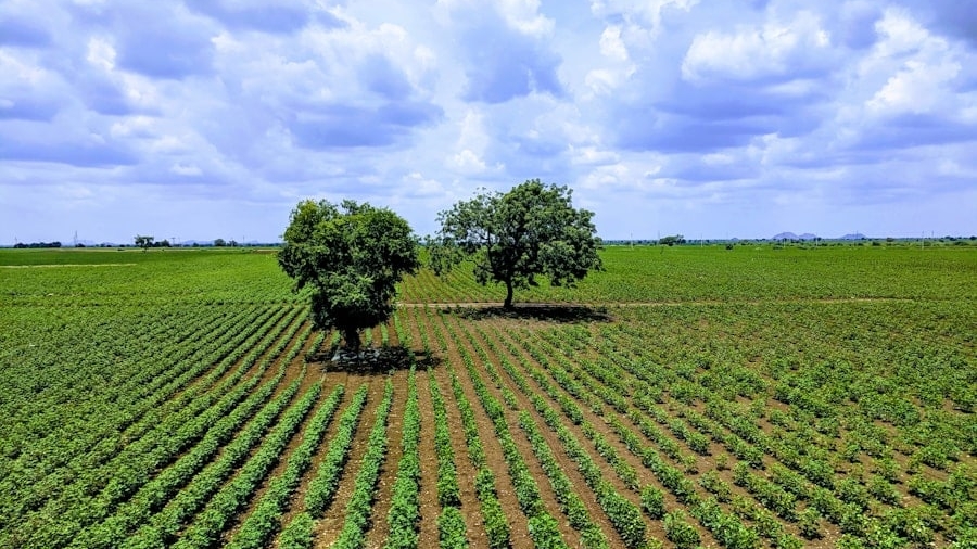 Photo "The Future of AI in Agricultural Crop Disease Prediction"
