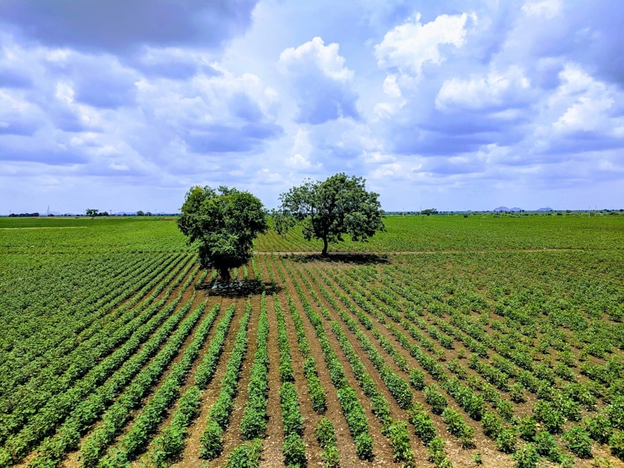 Photo "The Future of AI in Agricultural Crop Disease Prediction"