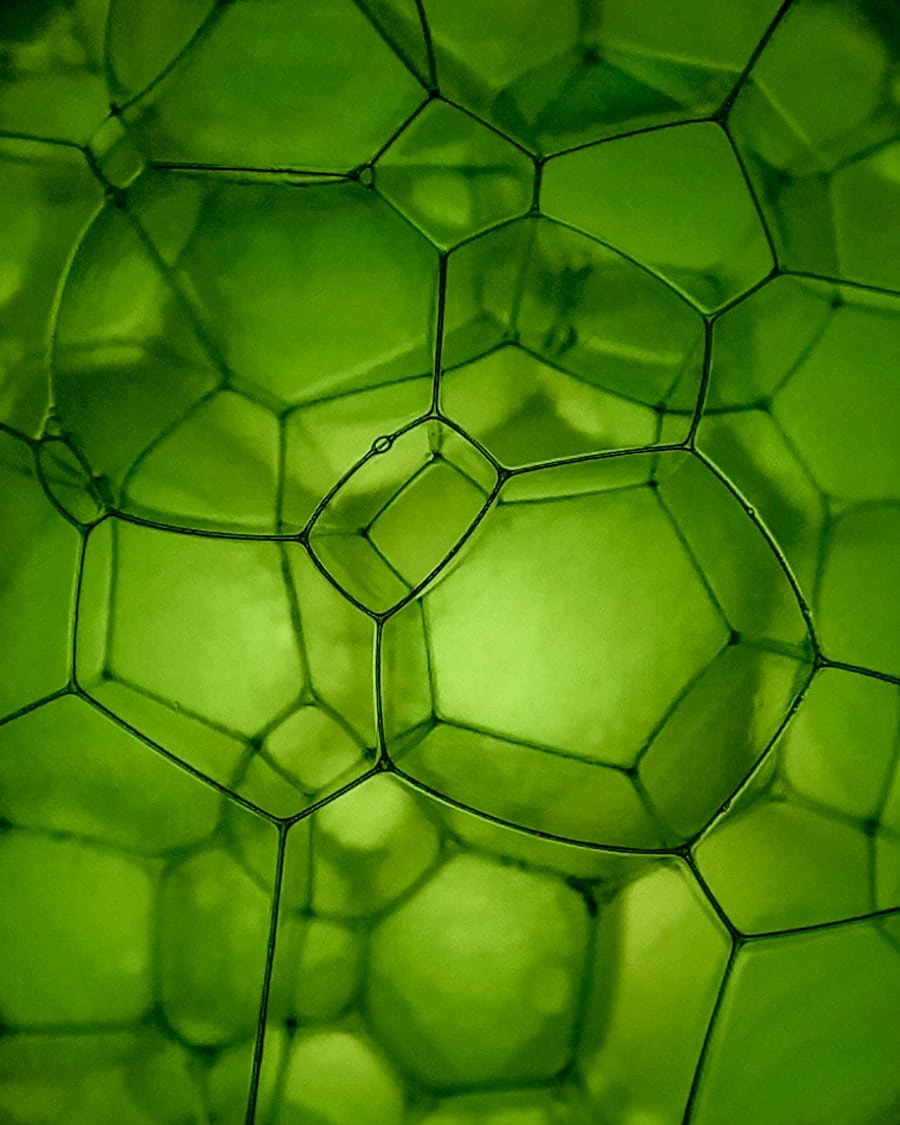 Photo How Programmable Biology Is Producing Renewable Industrial Materials