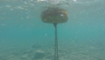 Photo "The Future of Underwater Robots in Marine Conservation"