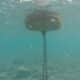 Photo "The Future of Underwater Robots in Marine Conservation"