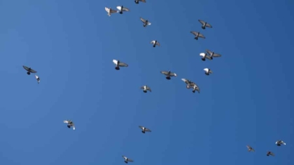 Photo "How Swarm Drones Are Powering Large-Scale Surveillance Projects"