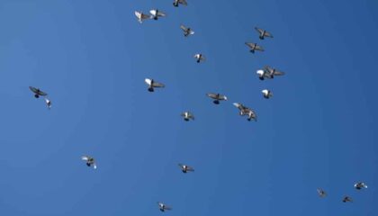 Photo "How Swarm Drones Are Powering Large-Scale Surveillance Projects"
