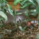 Photo "How Agricultural Robotics Is Addressing Labor Shortages"
