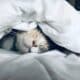 Photo Sleep tracking device