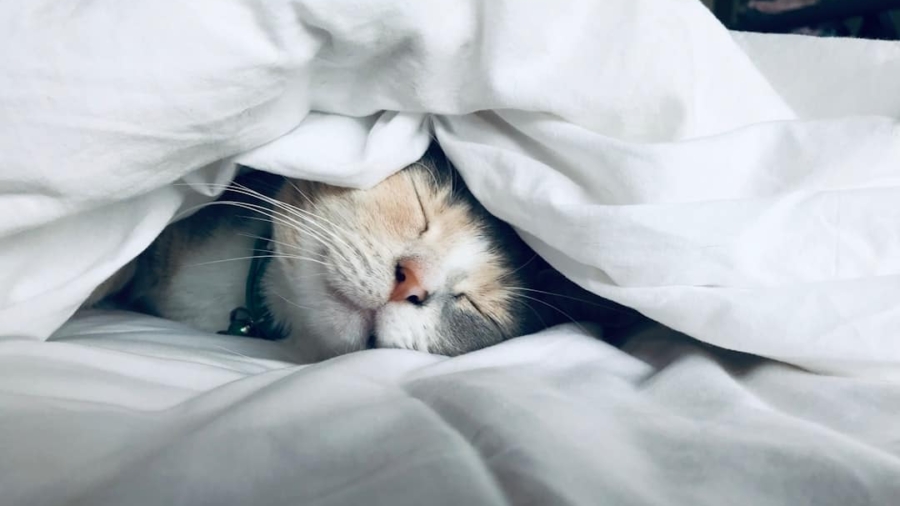 Photo Sleep tracking device