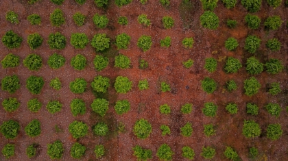 Photo "How Drones Are Assisting in Reforestation and Seed Planting"