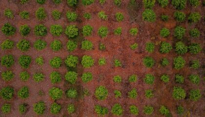 Photo "How Drones Are Assisting in Reforestation and Seed Planting"