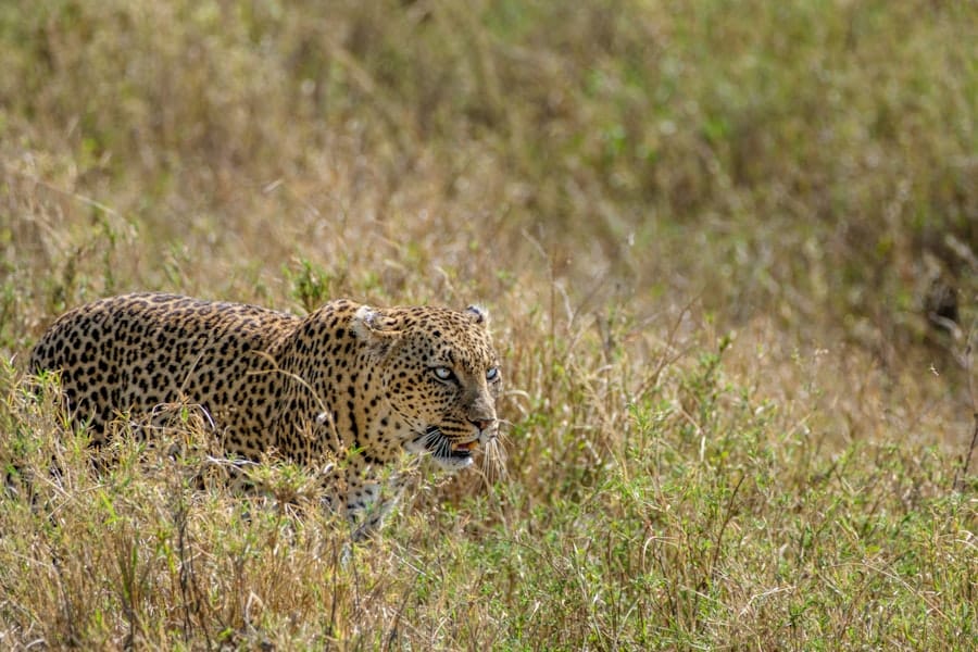 Wildlife tracking