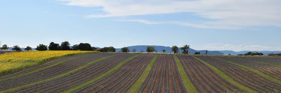 Virtual Farming