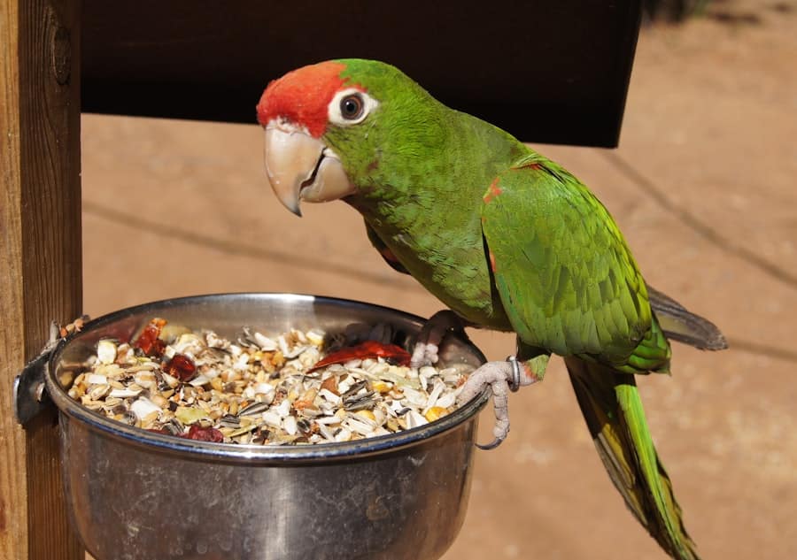Smart Pet Feeder