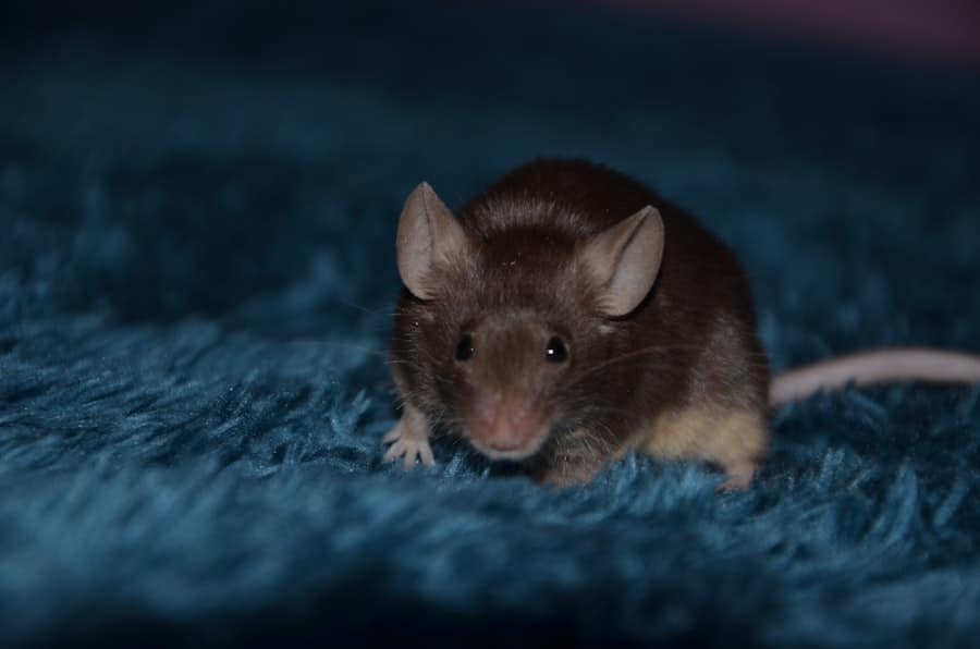 Mouse movement