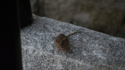 Photo Mouse movement