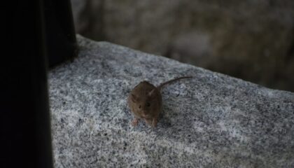 Photo Mouse movement