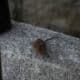 Photo Mouse movement