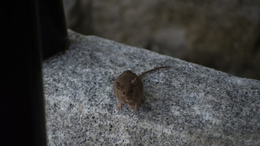 Photo Mouse movement