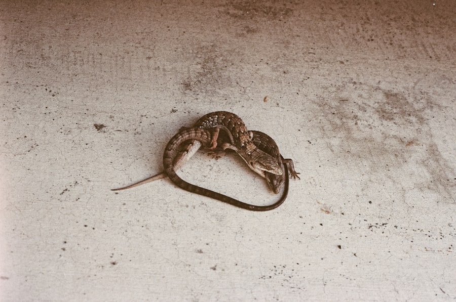 Photo Mouse movement