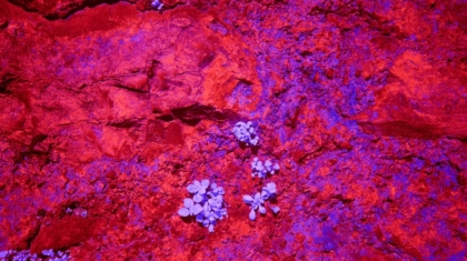 Photo Bioprinted liver