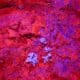 Photo Bioprinted liver