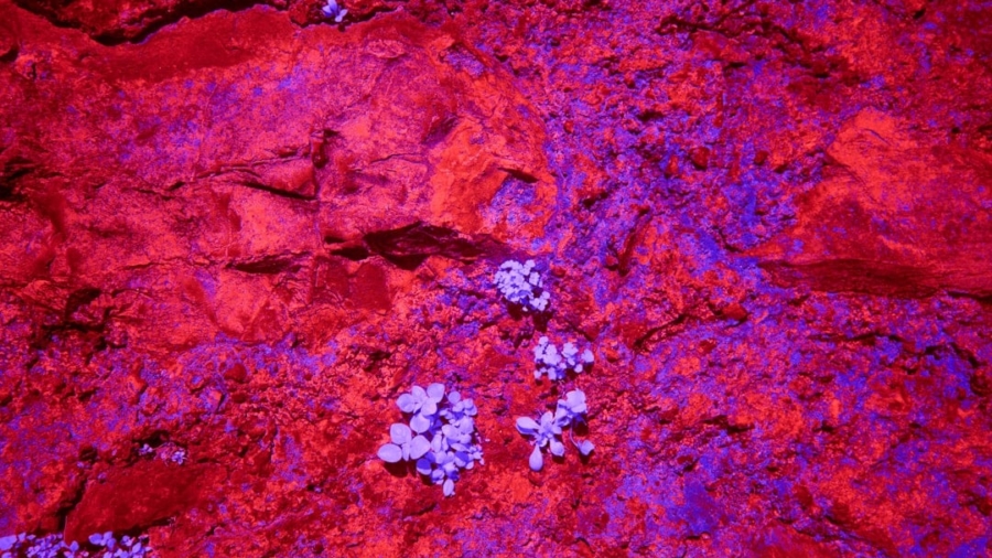 Photo Bioprinted liver