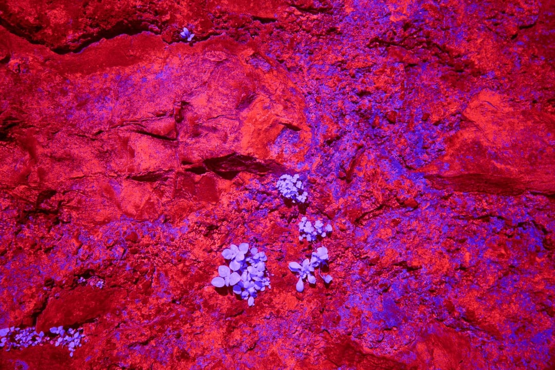 Photo Bioprinted liver