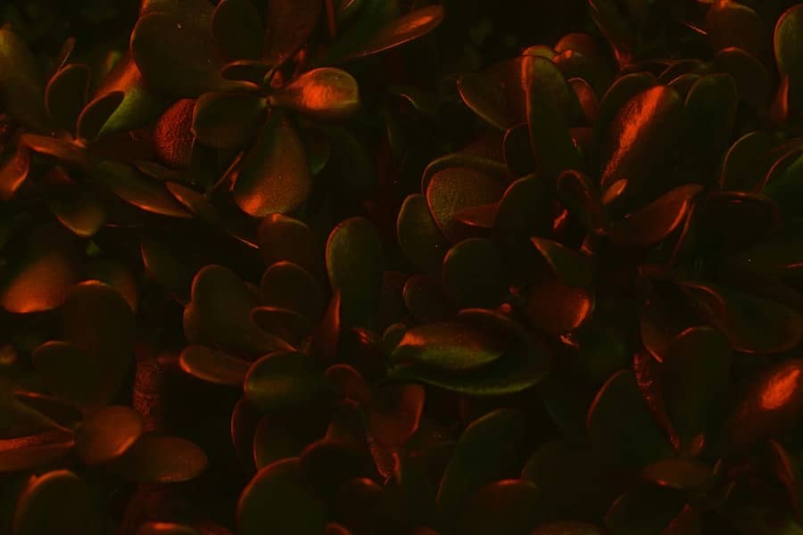 Photo Bioprinted liver
