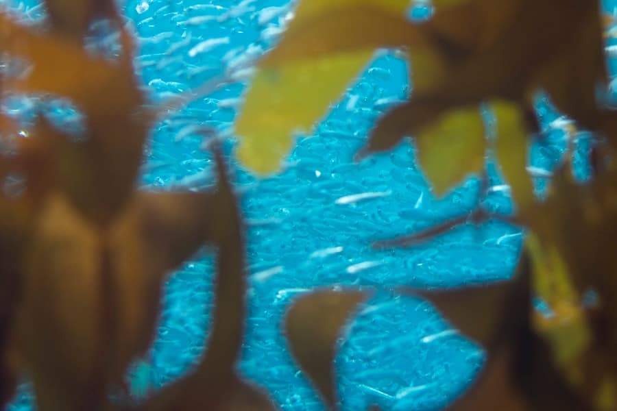 Photo Gut bacteria