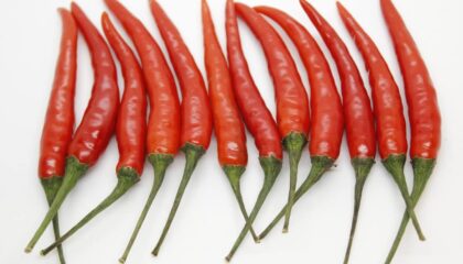 Photo Genetically modified crops