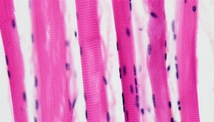 Photo Bioprinted skin