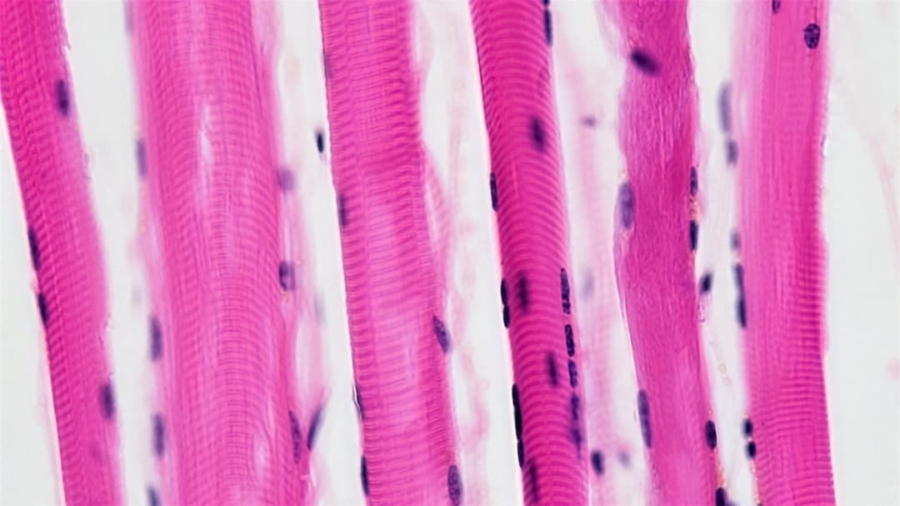Photo Bioprinted skin