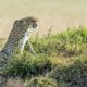 Photo Wildlife tracking