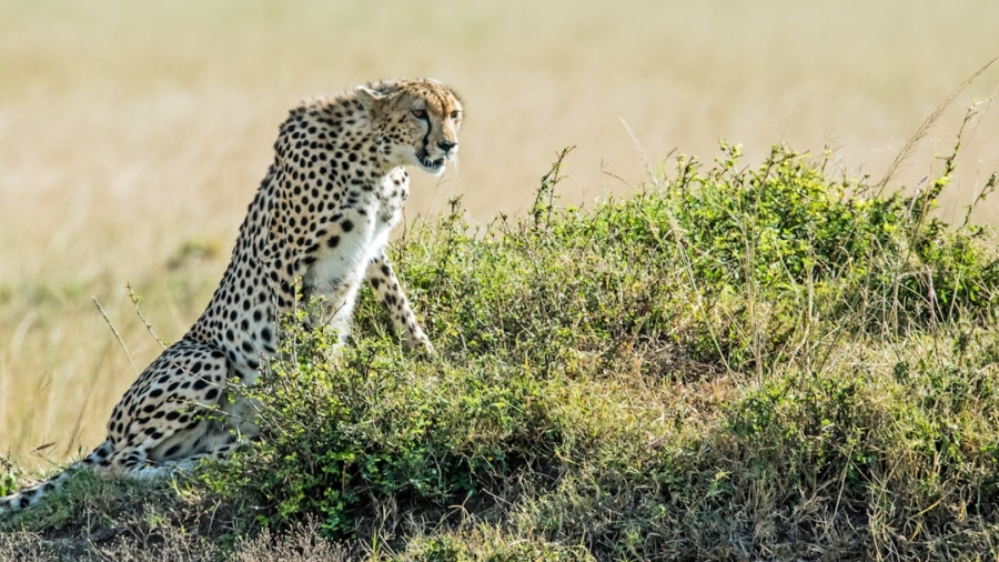 Photo Wildlife tracking