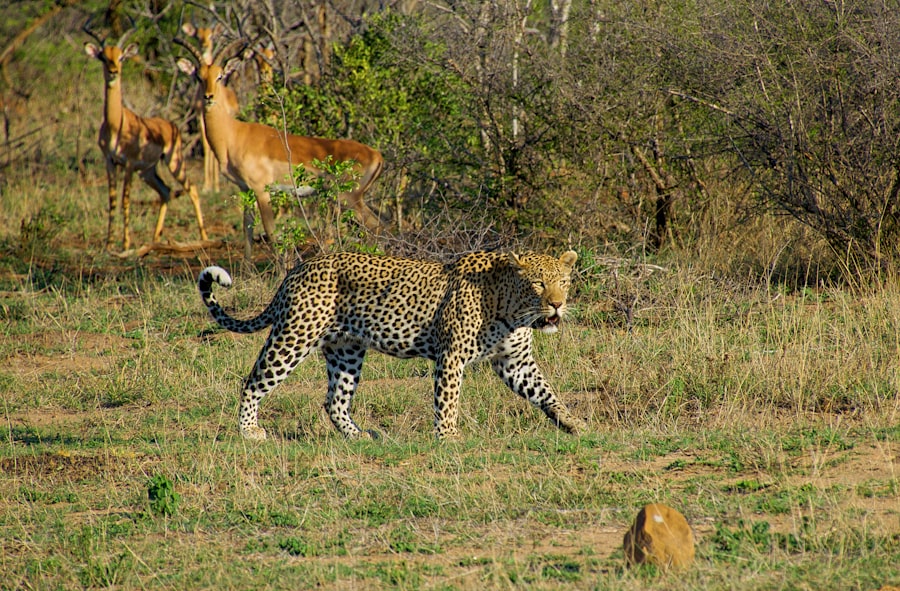 Photo Wildlife tracking