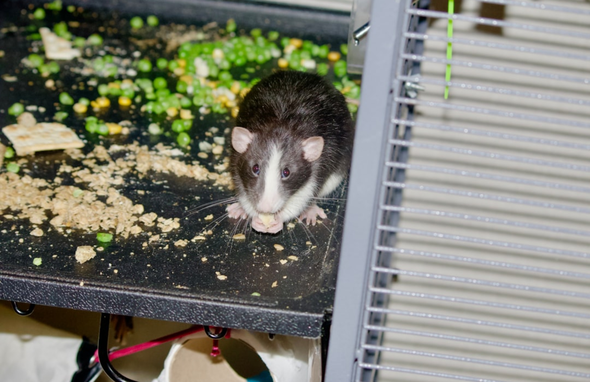 Photo Smart Pet Feeder