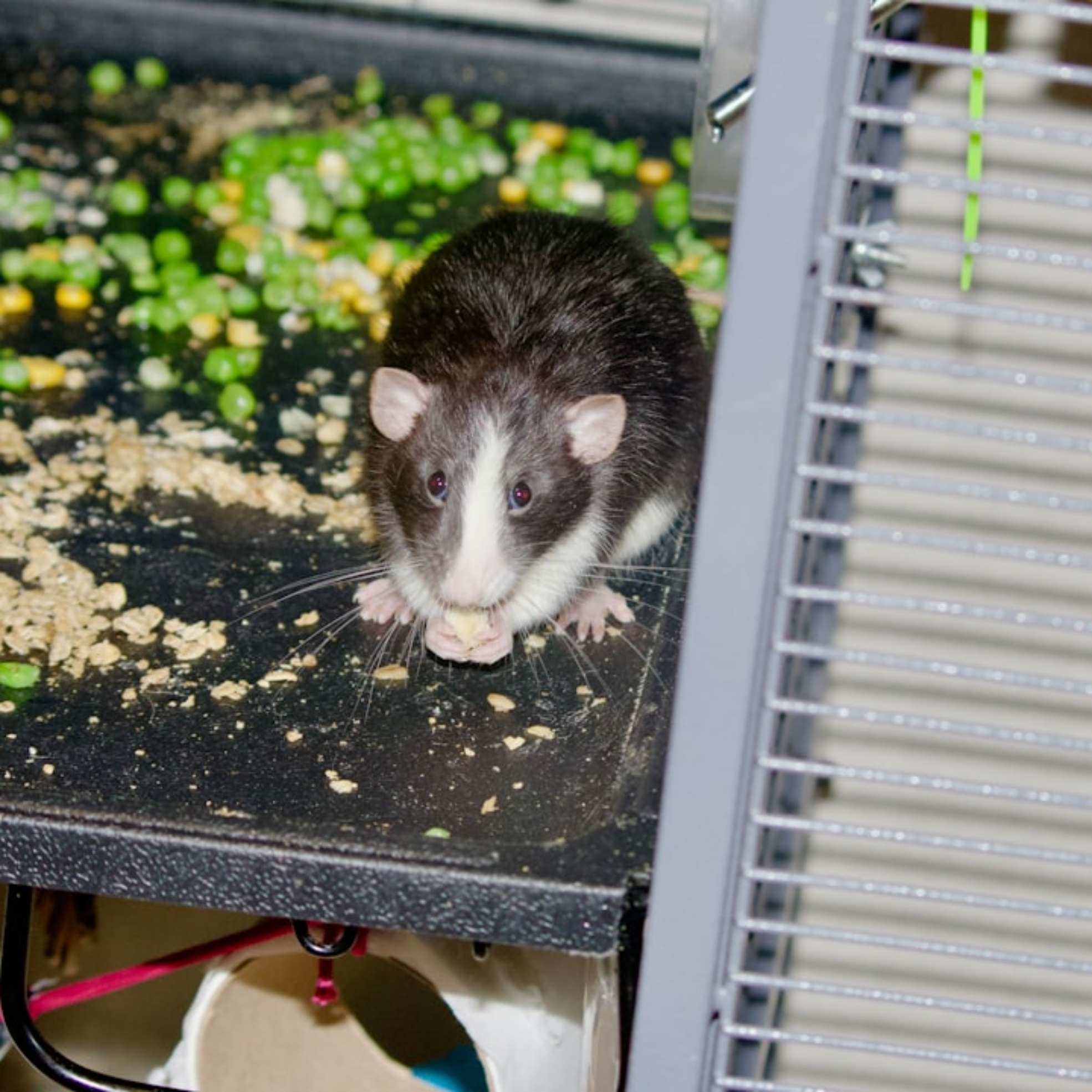 Photo Smart Pet Feeder