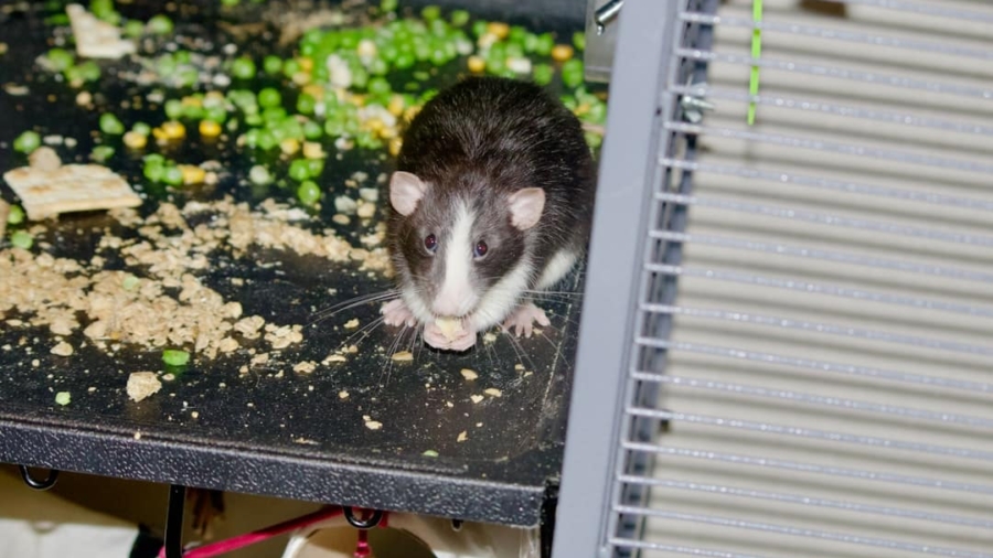 Photo Smart Pet Feeder