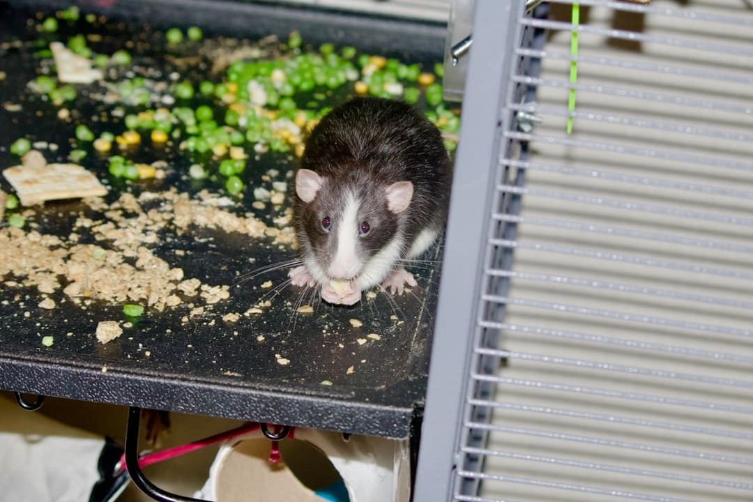 Photo Smart Pet Feeder